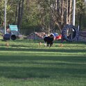 IMG 0099