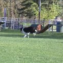 IMG 0235